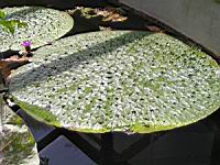 Nenuphar epineux - Euryale ferox Salisb. (fam Nympheacees) (01) (Photo F. Mrugala)